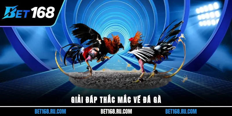 Giải đáp thắc mắc về đá gà